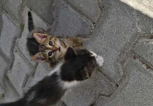 Satılık 10 adet kedimiz vardır