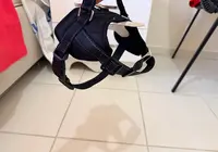 SIFIR ETİKETLİ KÖPEK TASMA & AKSESUAR SETİ – TOPLU SATIŞ 10